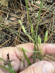 Hypoxis hirsuta, photograph author not stated, no rights reserved