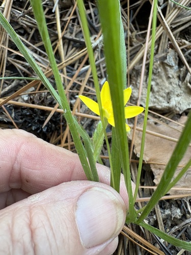 Hypoxis hirsuta, photograph 6