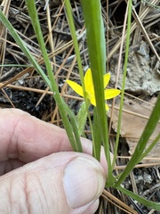 Hypoxis hirsuta, photograph author not stated, no rights reserved