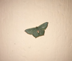Lepidoptera