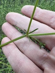 author not stated, no rights reserved Galium angustifolium, photograph author not stated, no rights reserved