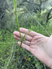 author not stated, no rights reserved Galium angustifolium, photograph author not stated, no rights reserved
