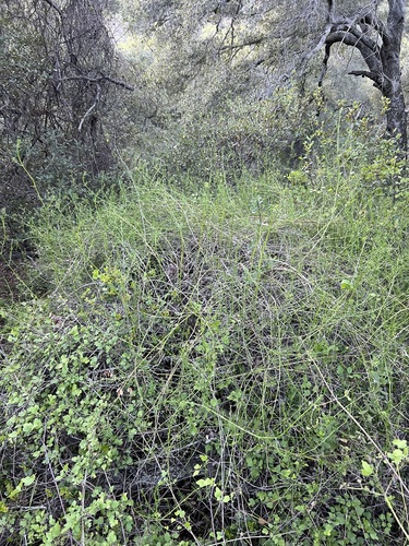 Galium angustifolium