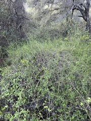 Galium angustifolium