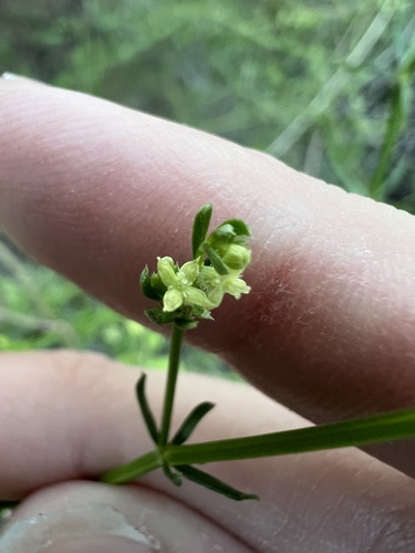 Galium angustifolium, photograph 4