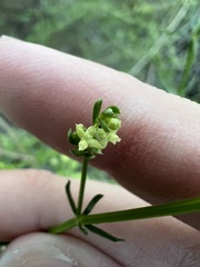 author not stated, no rights reserved Galium angustifolium, photograph author not stated, no rights reserved