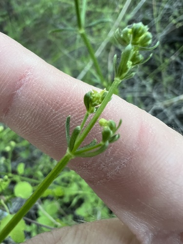 Galium angustifolium, photograph 5