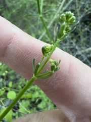 author not stated, no rights reserved Galium angustifolium, photograph author not stated, no rights reserved