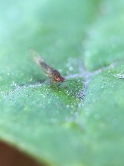 Trioza brevigenae