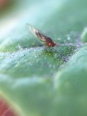 Trioza brevigenae