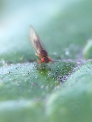 Trioza brevigenae