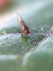 Trioza brevigenae