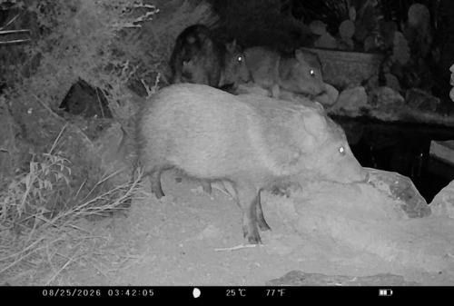 Collared Peccary