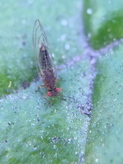 Trioza brevigenae