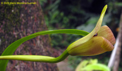 Maxillaria egertoniana