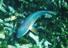 Chlorurus capistratoides