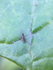 Trioza brevigenae