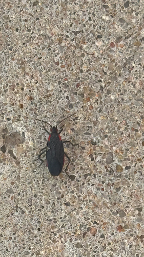 Red-shouldered Bug