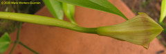 Maxillaria egertoniana