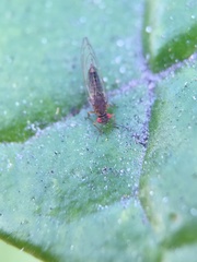 Trioza brevigenae