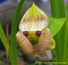 Maxillaria egertoniana