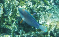 Chlorurus capistratoides