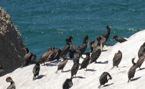 iNaturalist image