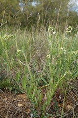 Silene dichotoma