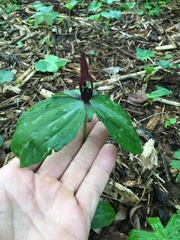 Trillium lancifolium