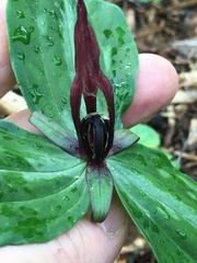 Trillium lancifolium