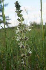 Salvia austriaca
