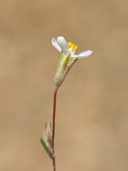 Leptosiphon pygmaeus
