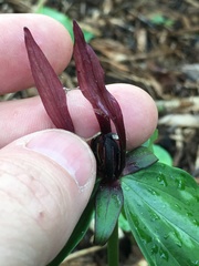 Trillium lancifolium