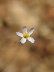 Leptosiphon pygmaeus
