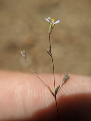 Leptosiphon pygmaeus