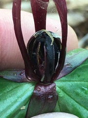 Trillium lancifolium