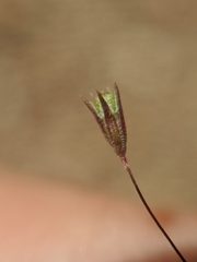 Leptosiphon pygmaeus