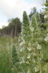 Salvia austriaca