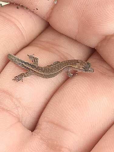Lepidoblepharis buchwaldi