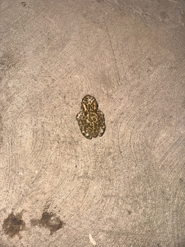 Green Toad