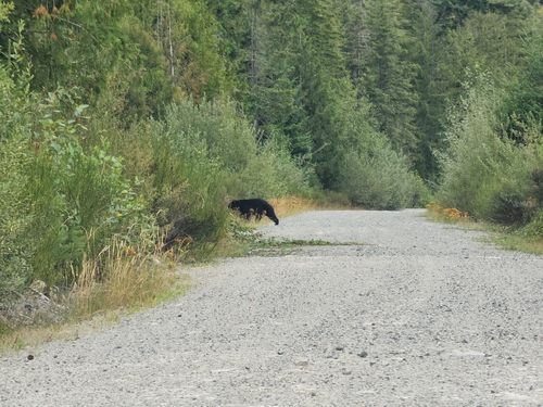Black Bear sighting near British Columbia, BC