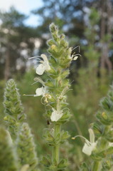 Salvia austriaca