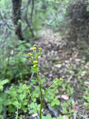 Sanicula crassicaulis, photograph 2