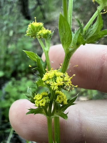 Sanicula crassicaulis