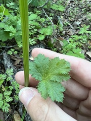 author not stated, no rights reserved Sanicula crassicaulis, photograph author not stated, no rights reserved