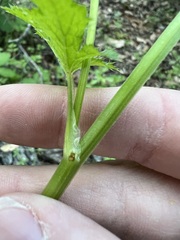 author not stated, no rights reserved Sanicula crassicaulis, photograph author not stated, no rights reserved