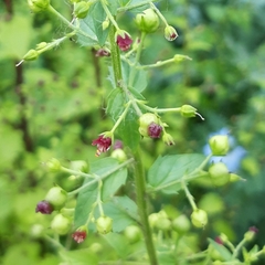 Scrophularia canina