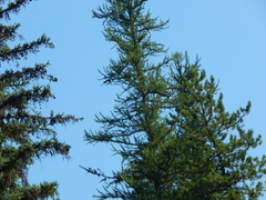 Larix occidentalis, photograph author not stated, no rights reserved