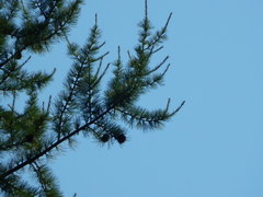 Larix occidentalis, photograph author not stated, no rights reserved