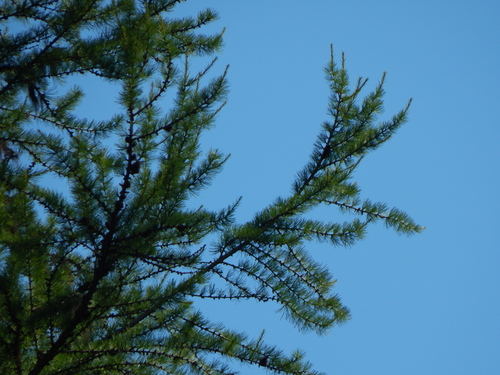 Larix occidentalis, photograph 2